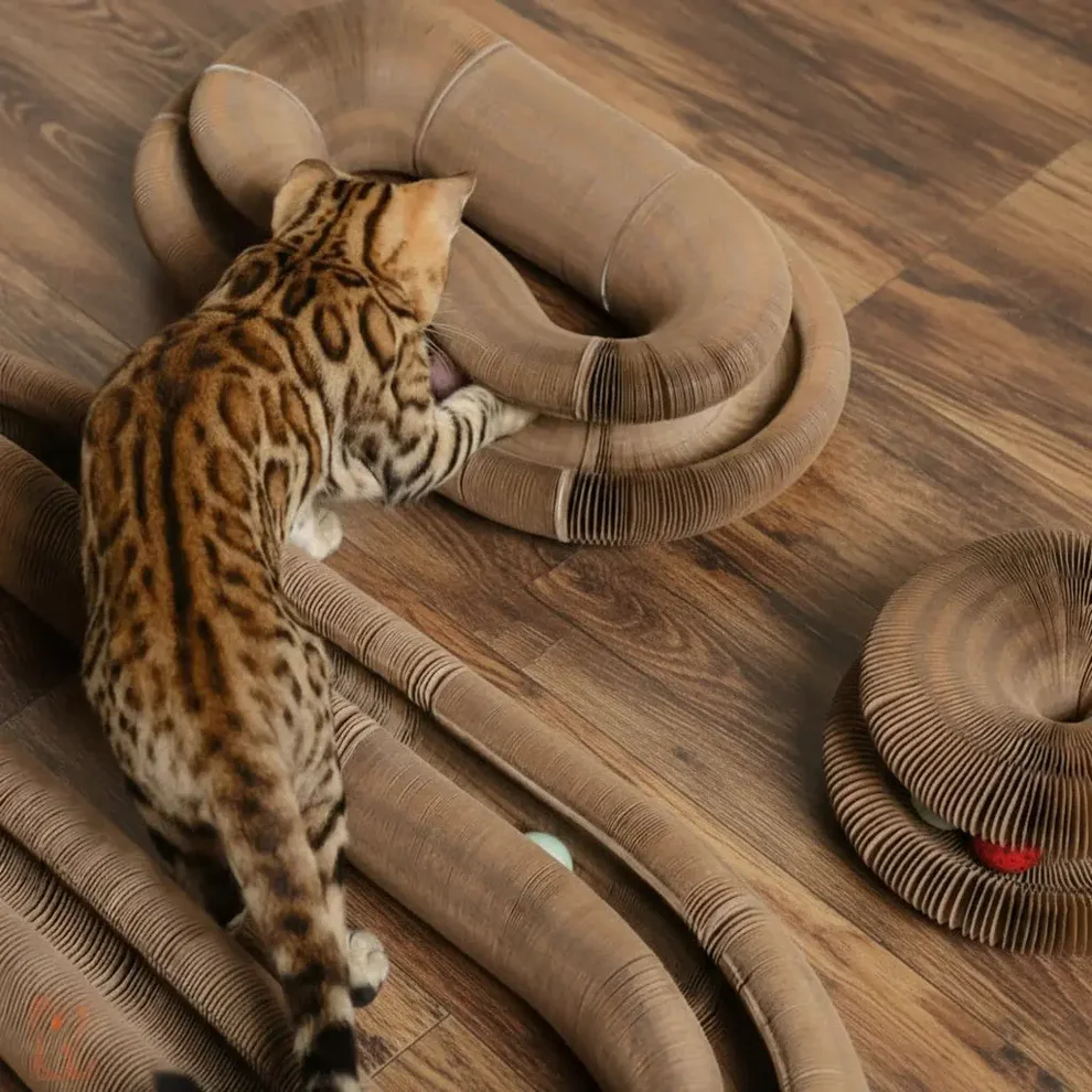 Magic Organ Cat Scratcher